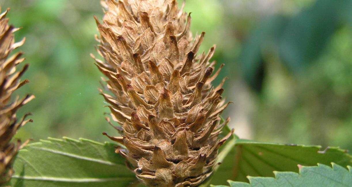Tree fruit
