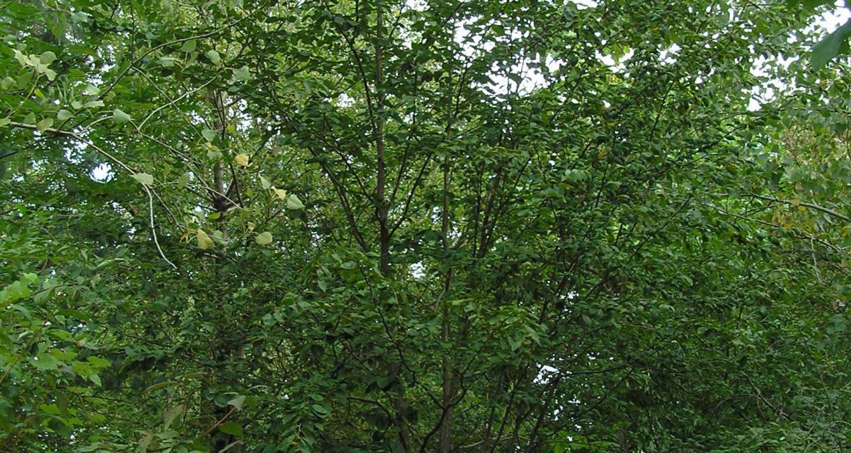 Tree habit