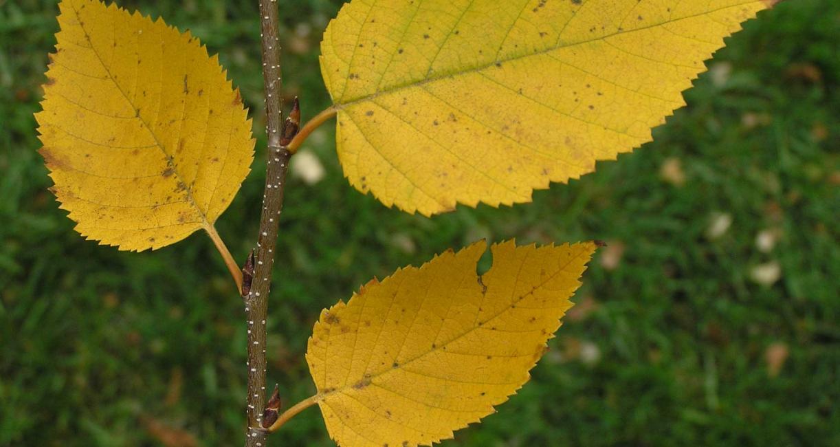 Tree leaves