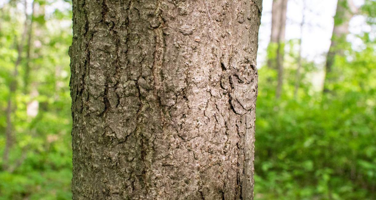 Tree bark