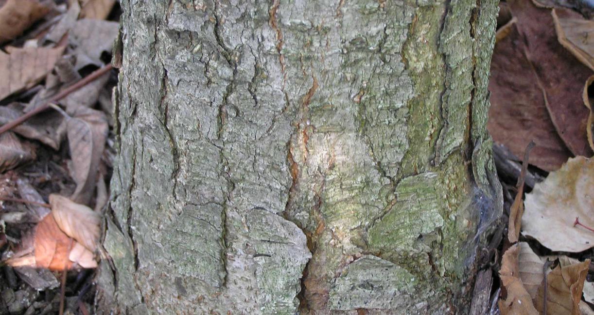 Tree bark