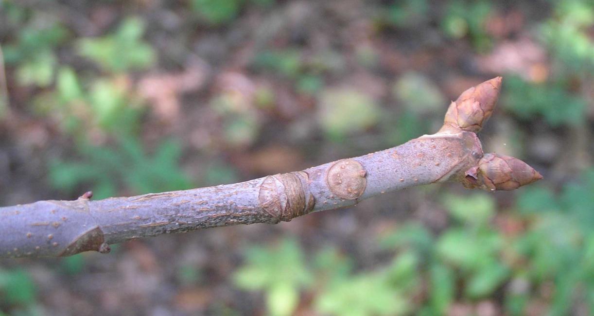Tree branch