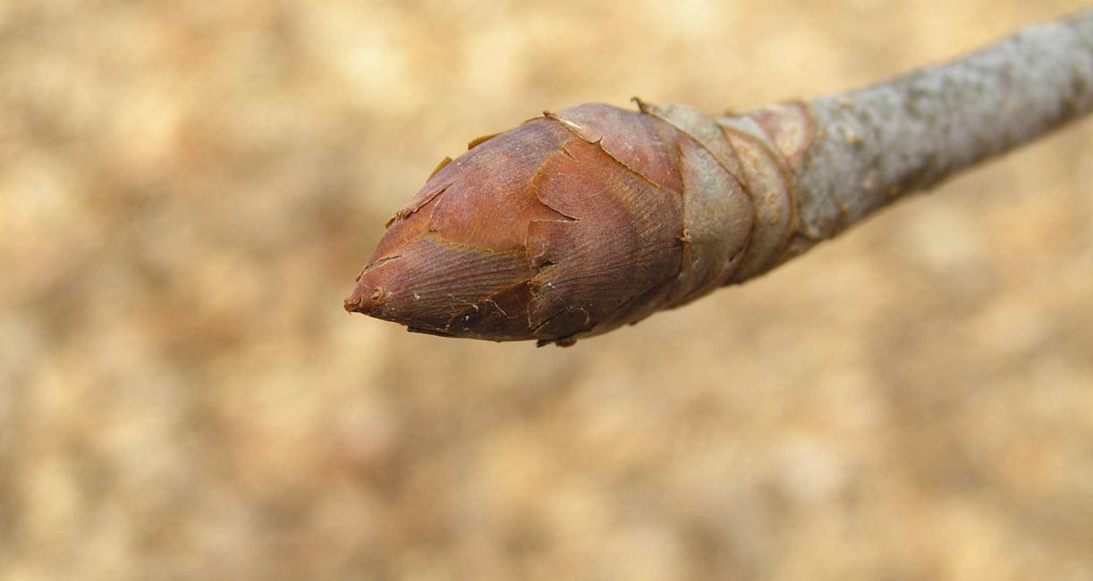 Tree bud