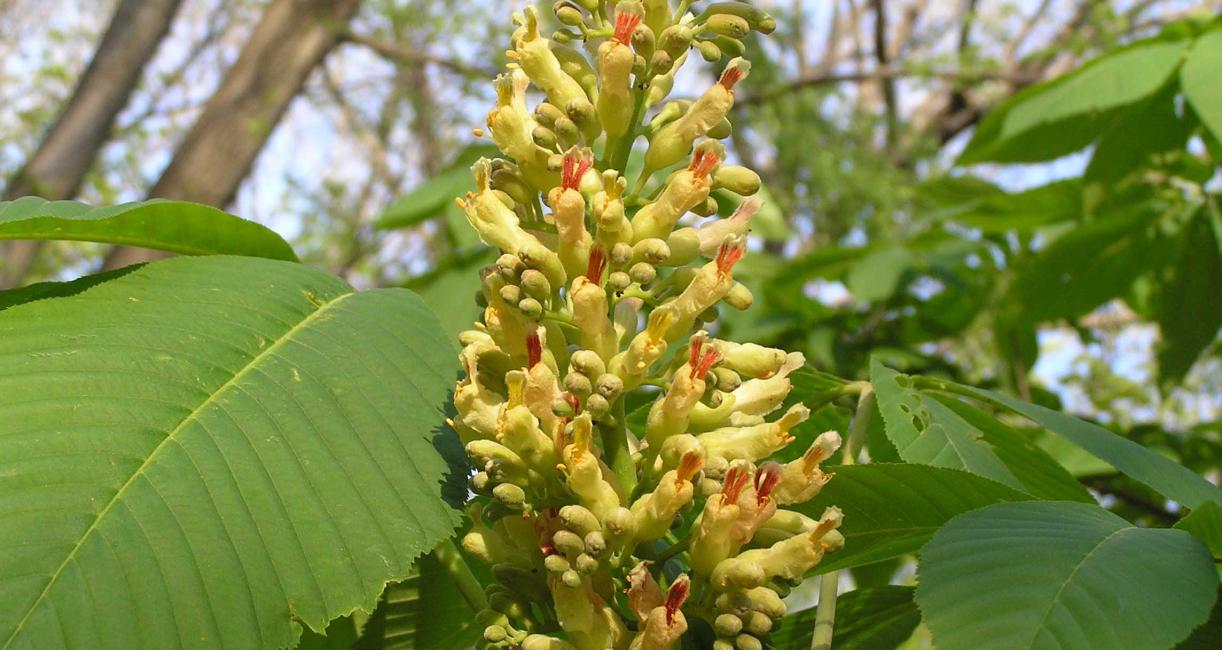 Tree flower