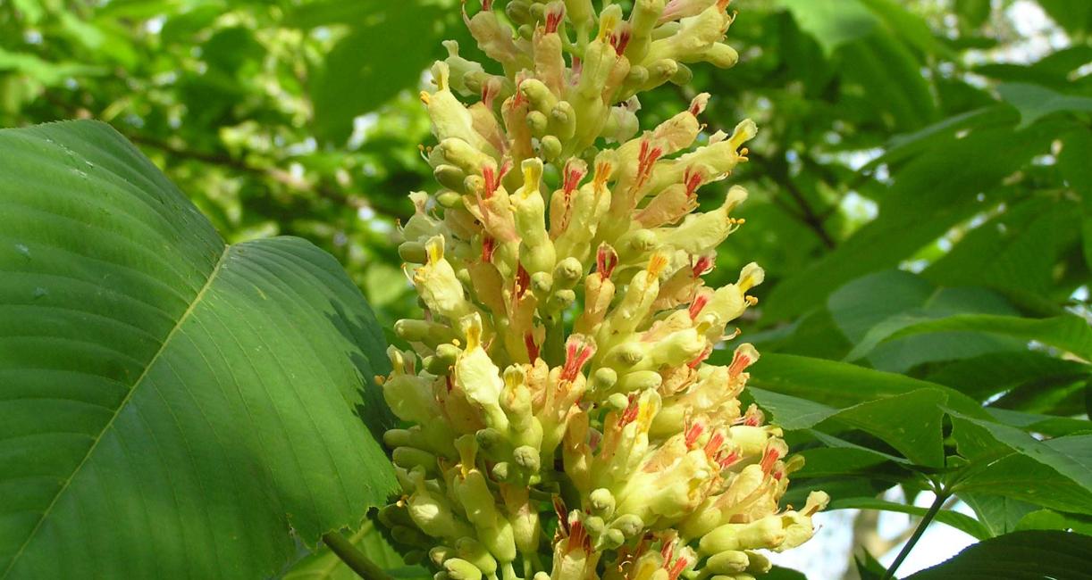 Tree flower