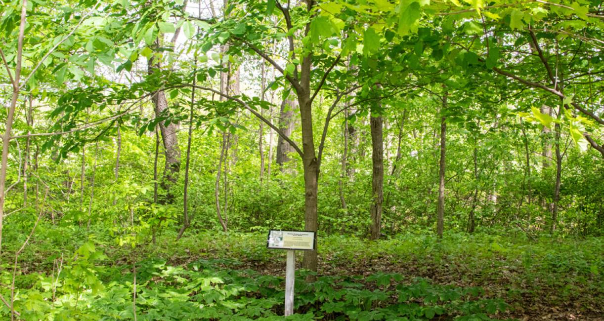 Tree habit