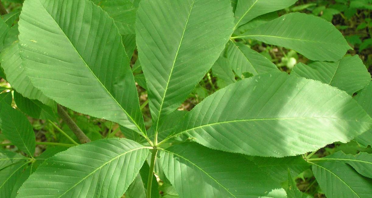 Tree leaves