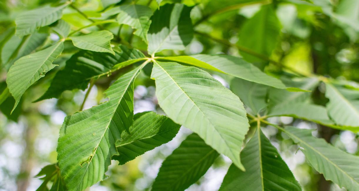 Tree leaves