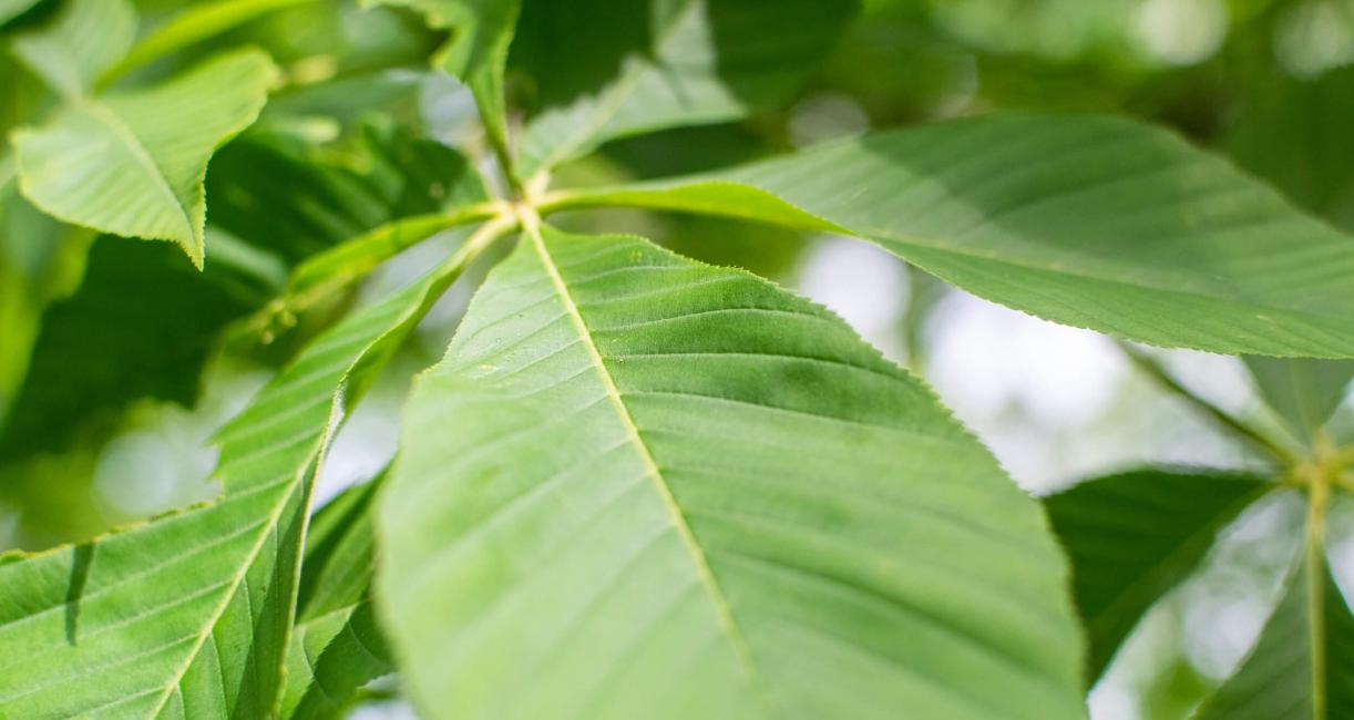 Tree leaves