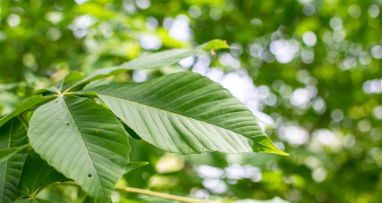 Tree leaves