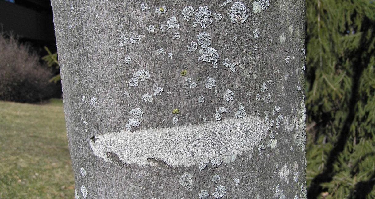 Tree bark