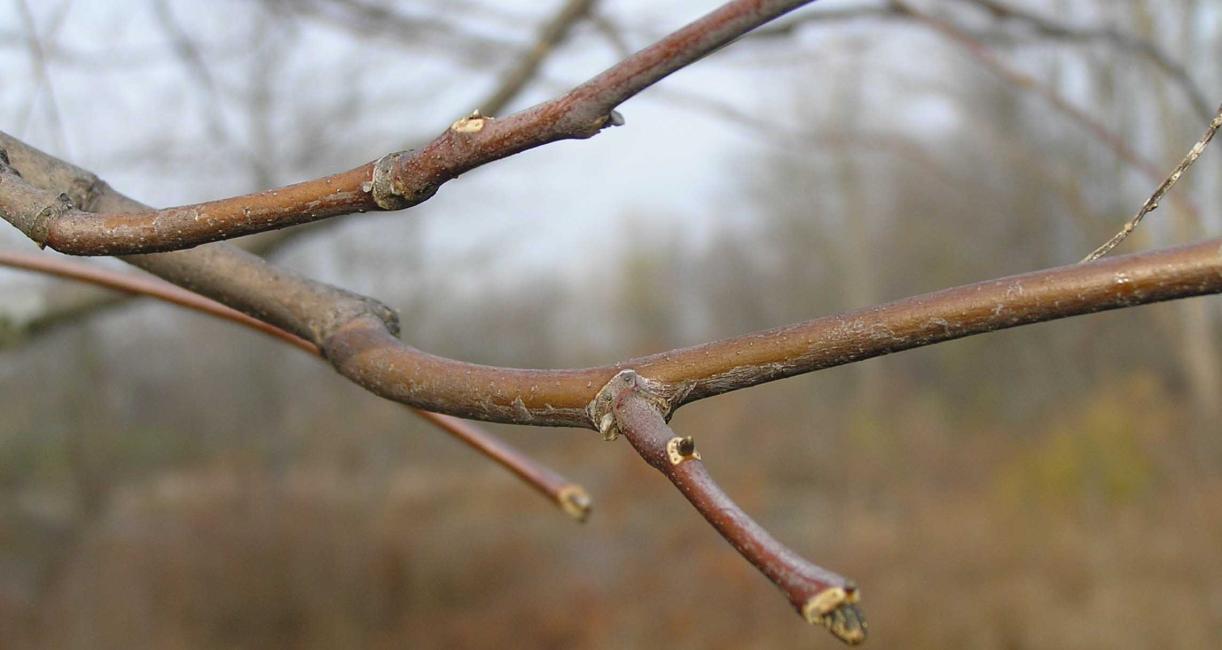 Tree branch