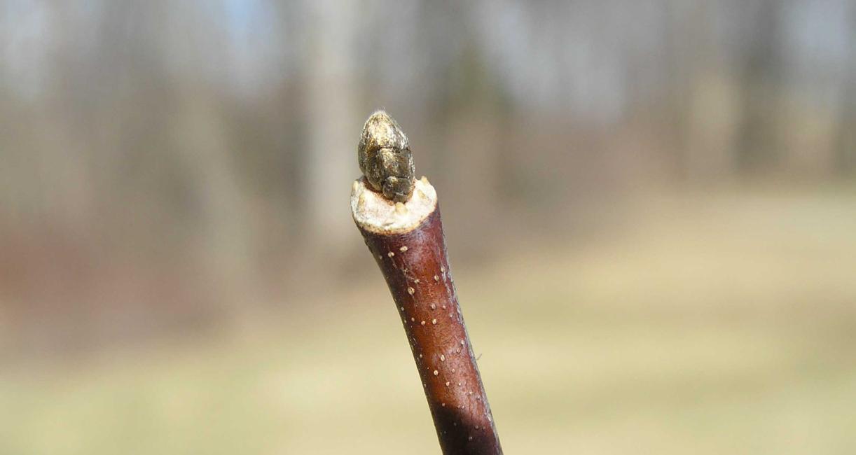 Tree bud