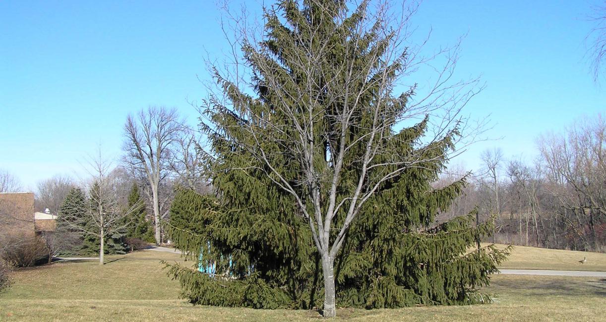 Tree habit