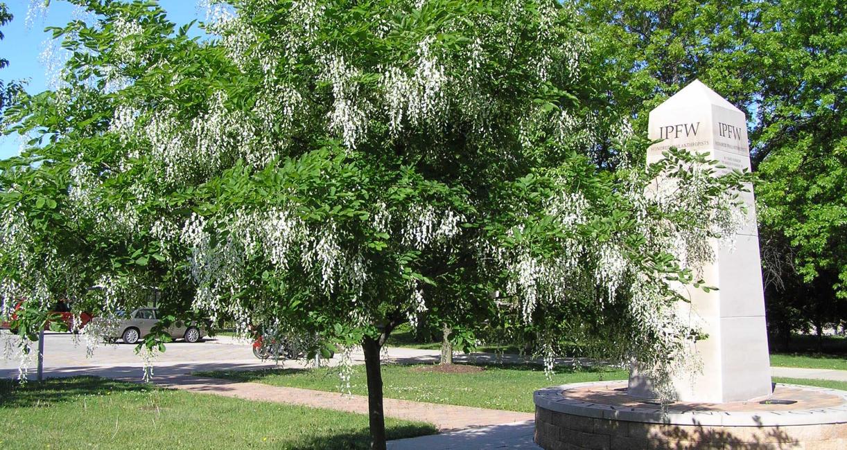 Tree habit