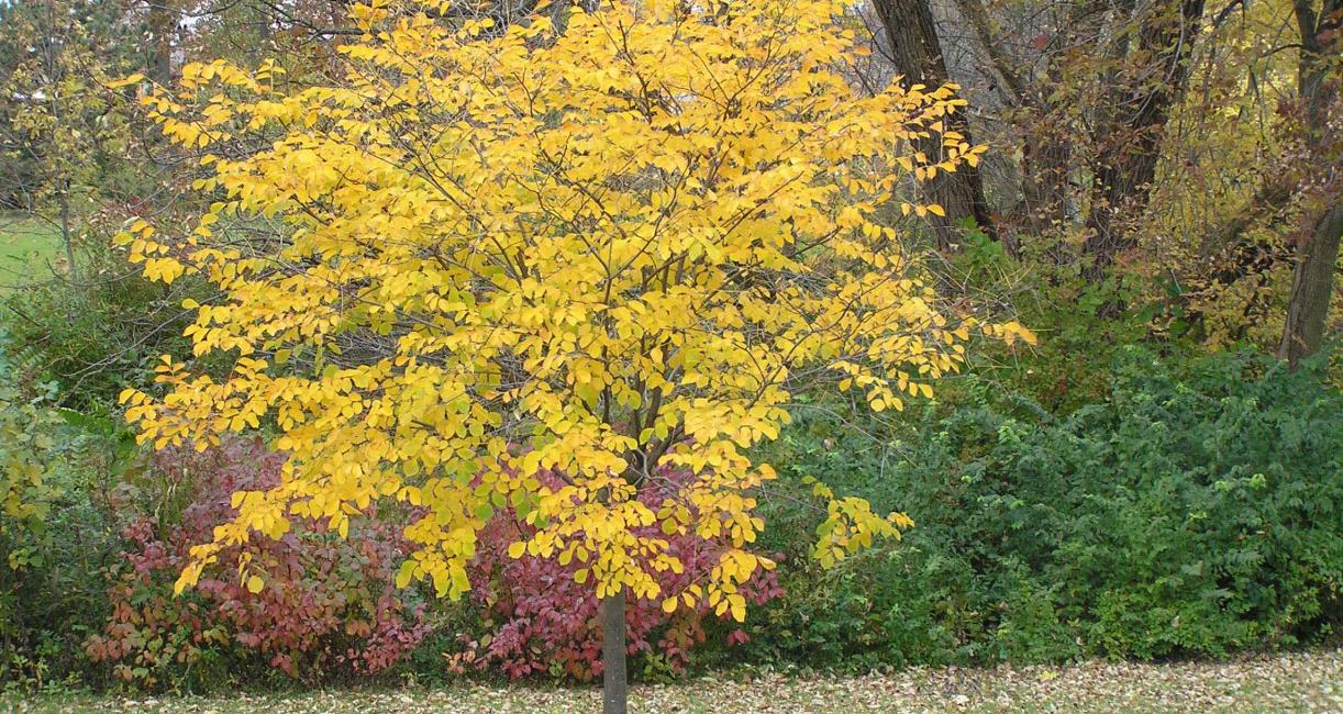 Tree habit