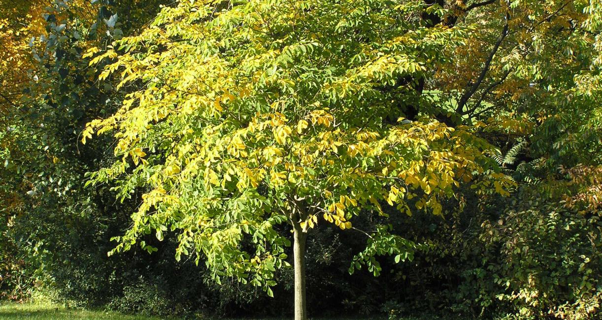Tree habit