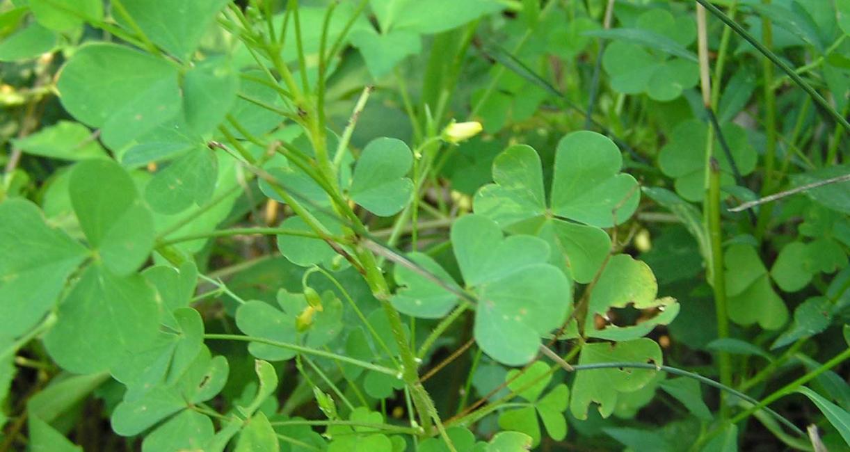 Tree habit