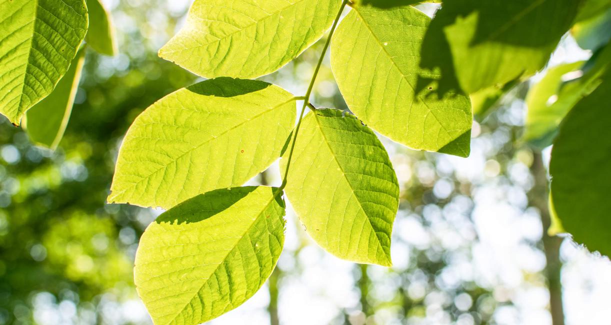 Tree leaves