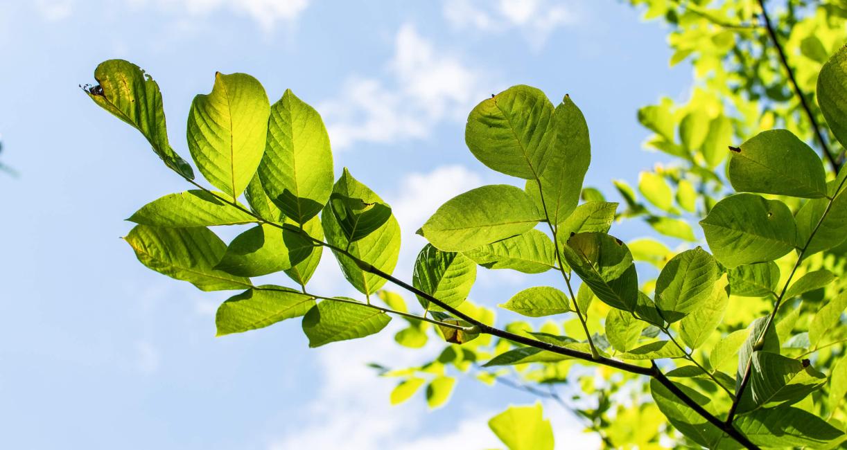 Tree leaves