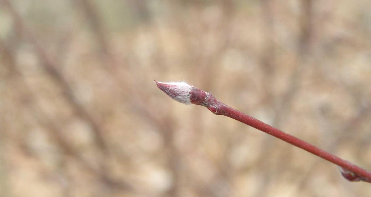 Tree bud