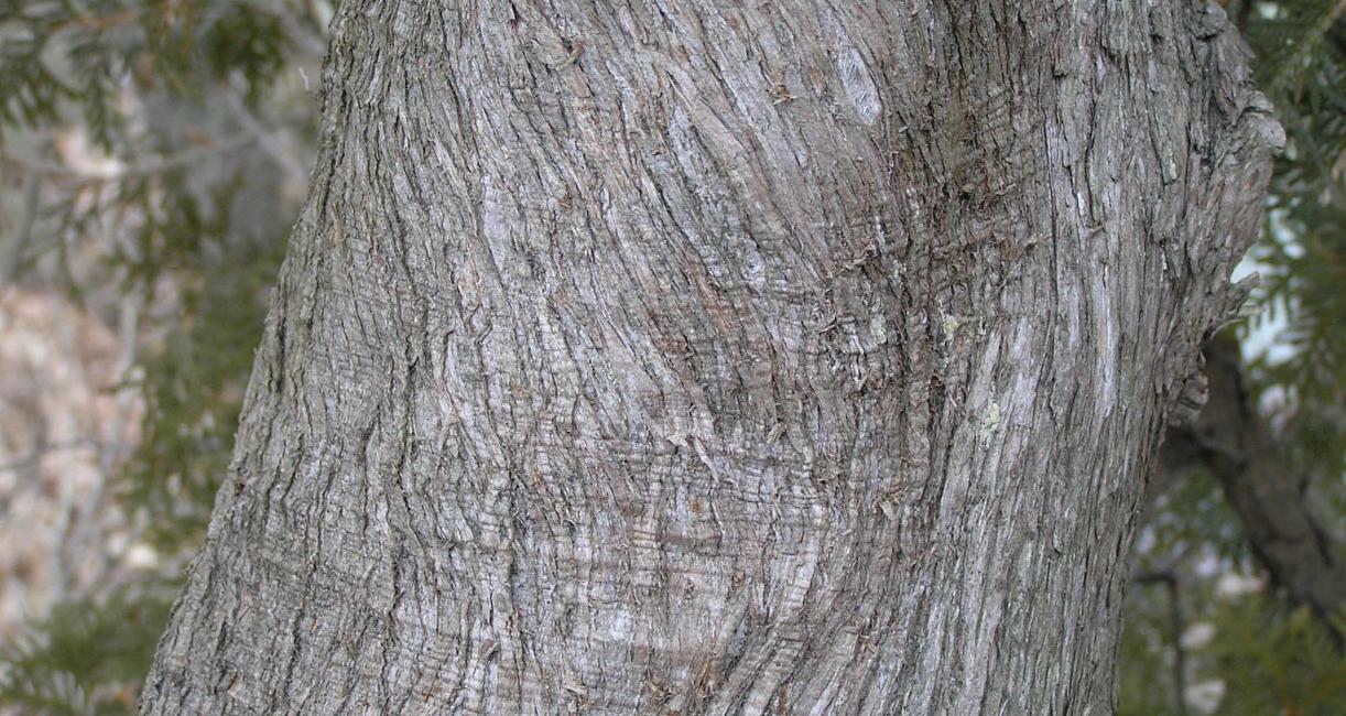 Eastern Arborvitae Bark Close-Up