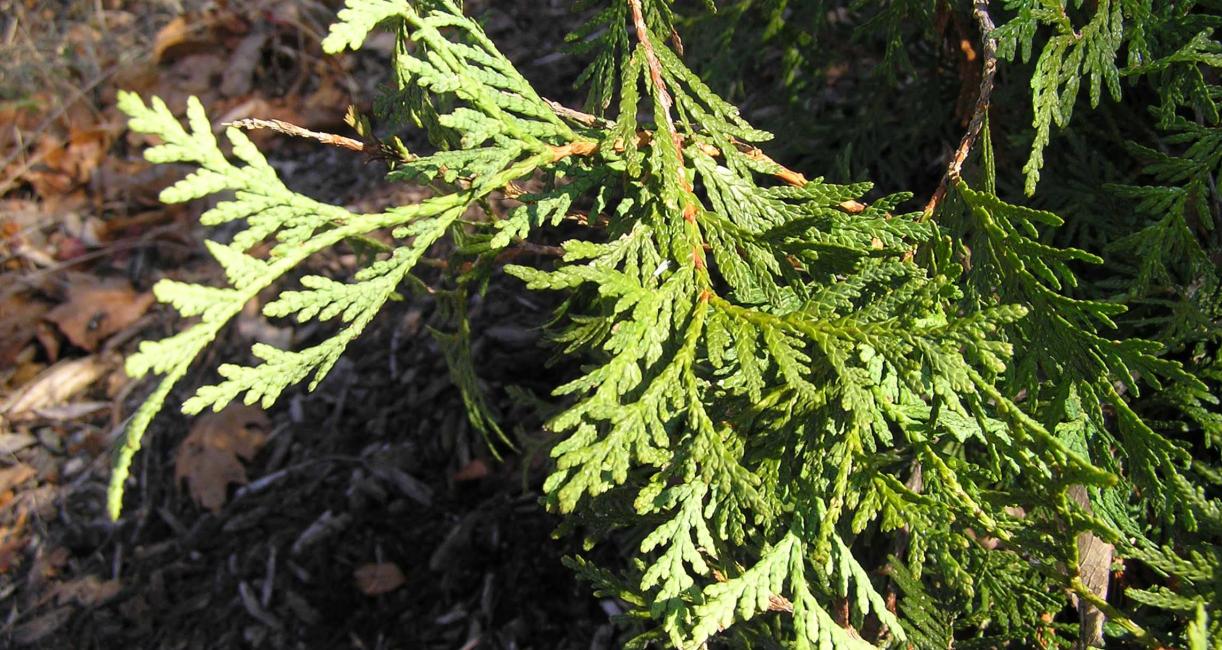 Eastern Arborvitae Branch