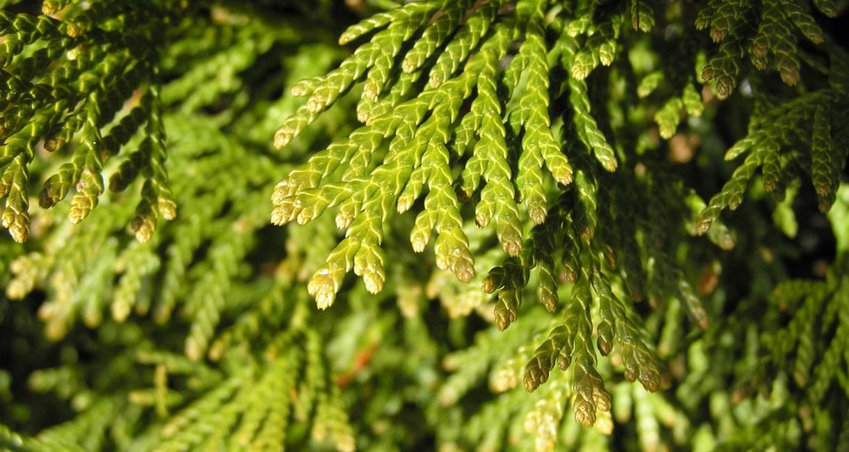 Eastern Arborvitae Bud