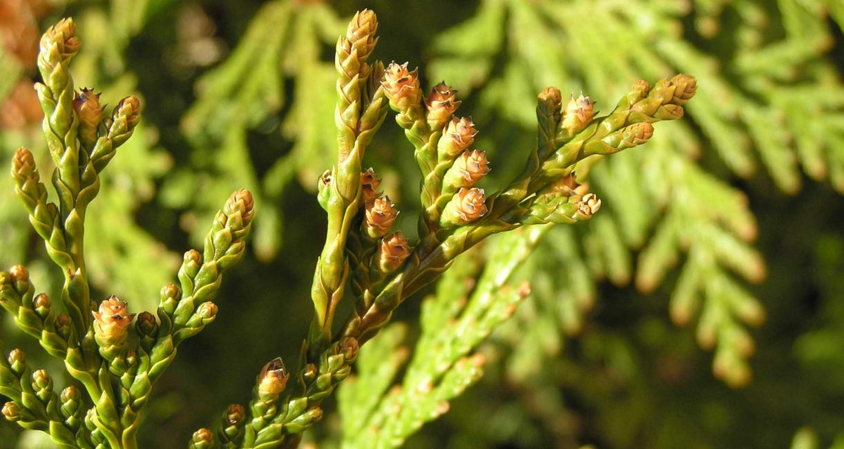 Eastern Arborvitae Flower