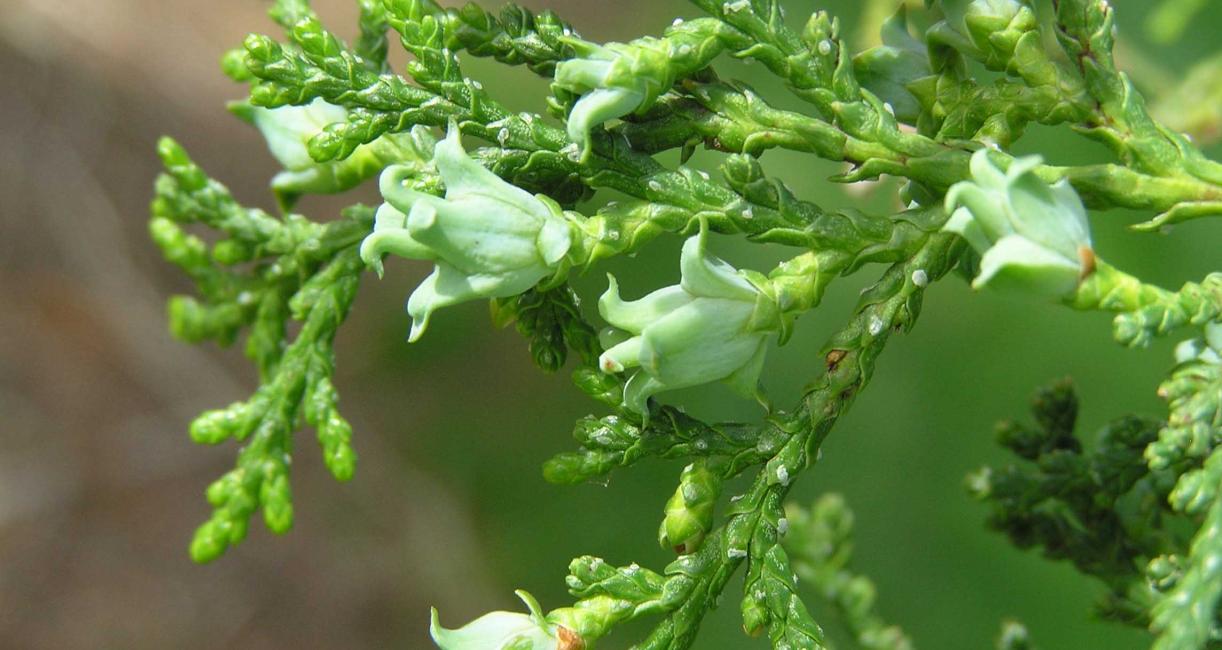 Eastern Arborvitae Flower