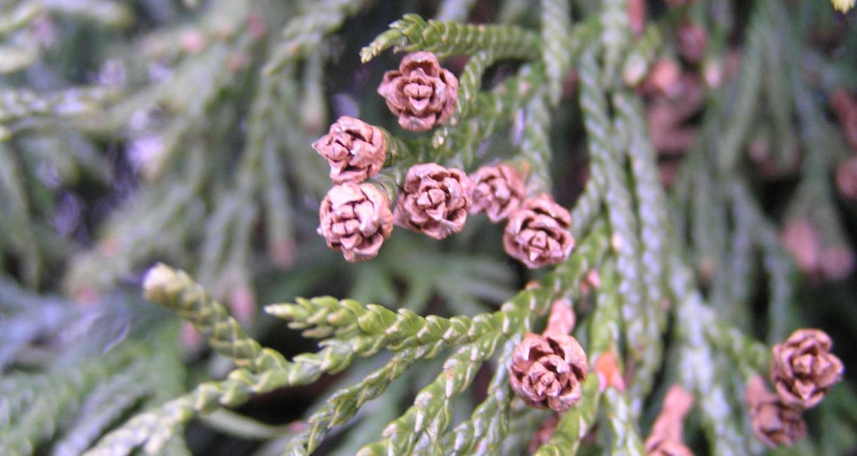 Eastern Arborvitae Fruit