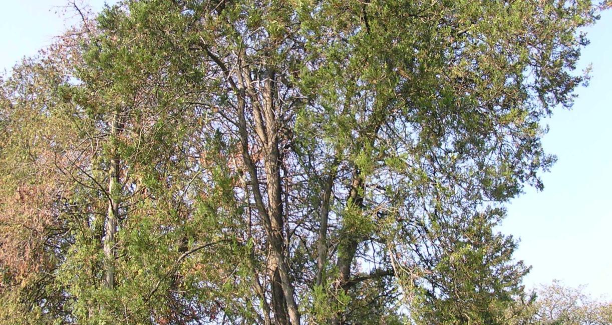 Habit