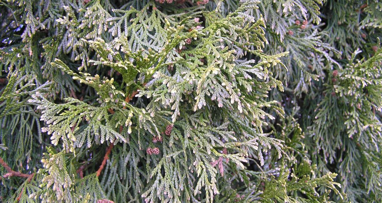 Eastern Arborvitae Leaves - Fall