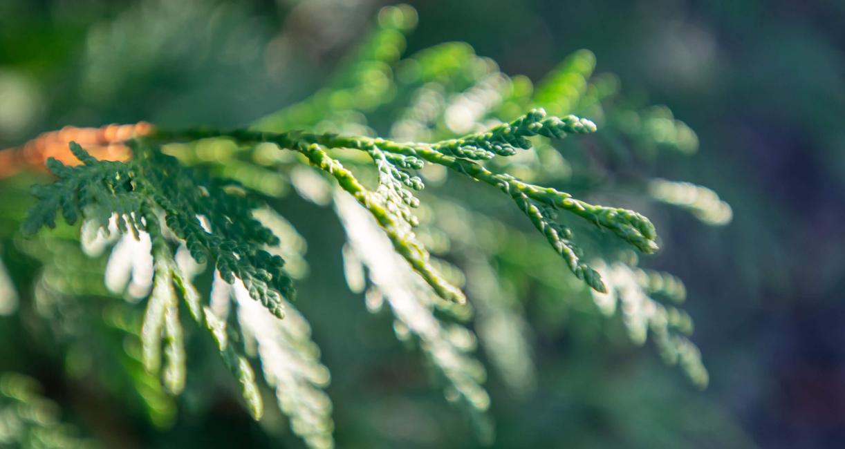 White Cedar Leaves in Summer (Close-Up)