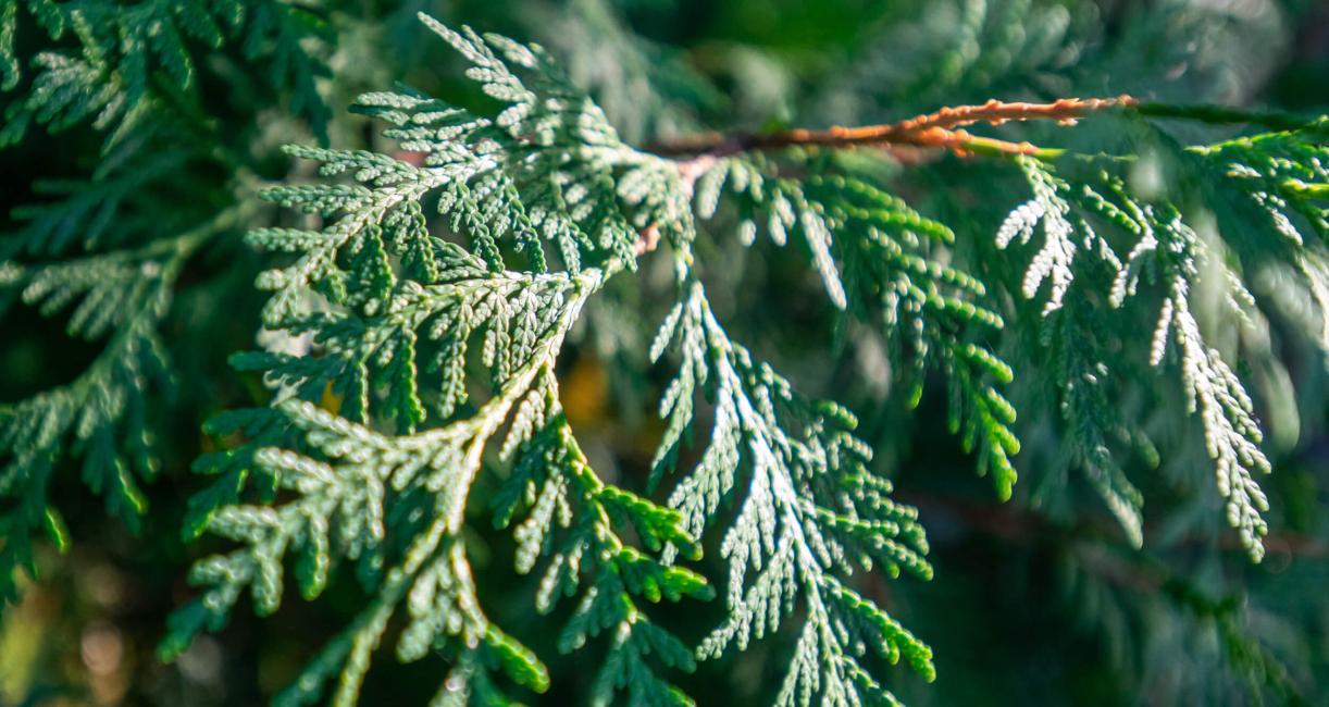 White Cedar Leaves in Summer